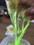 沖縄県メンズエステ　ALETTA NAHA (アレッタ那覇)