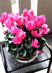 imperial千姫 せんひめ