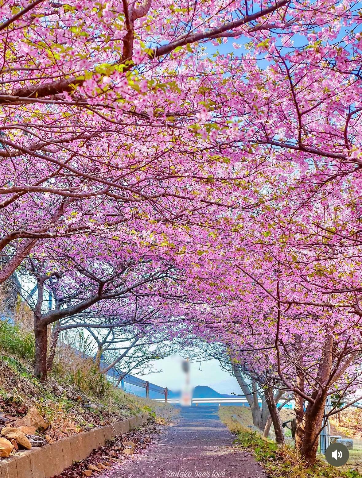 ミセス☆ルビー　店長