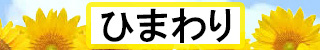 鹿児島市デリヘル　ひまわり