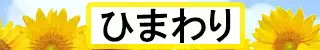 鹿児島市 ひまわり